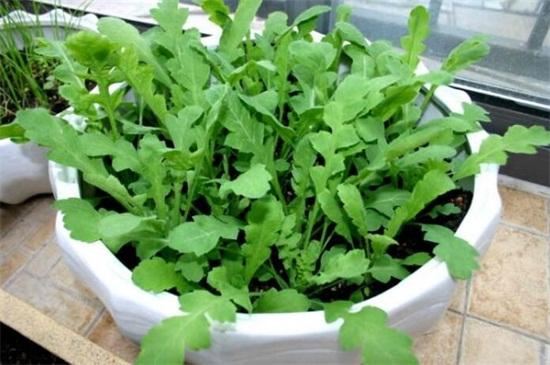 “虞姬血洒爱人花，花开更比杜鹃红”——虞美人的栽培养护要点