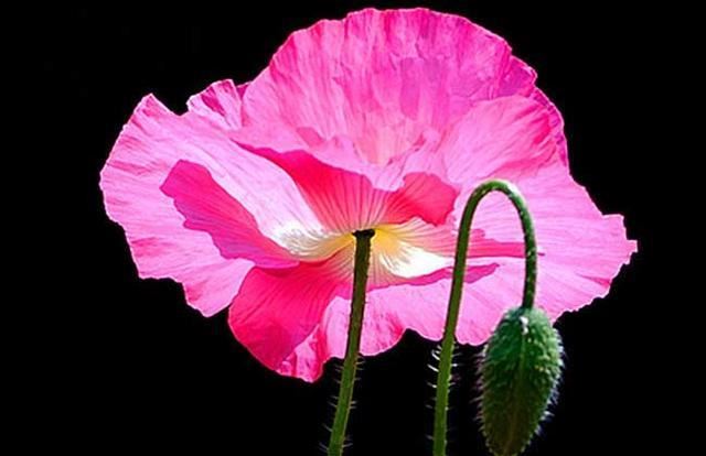 “虞姬血洒爱人花，花开更比杜鹃红”——虞美人的栽培养护要点