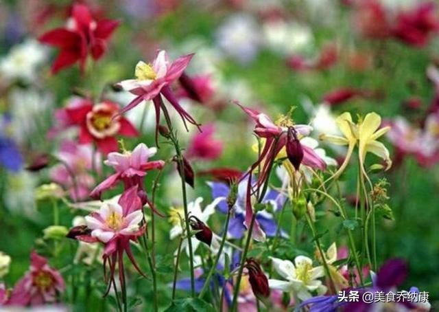 3种“奇花”，长的“绚烂无比”，五彩缤纷，你见过吗？