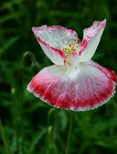 “虞姬血洒爱人花，花开更比杜鹃红”——虞美人的栽培养护要点