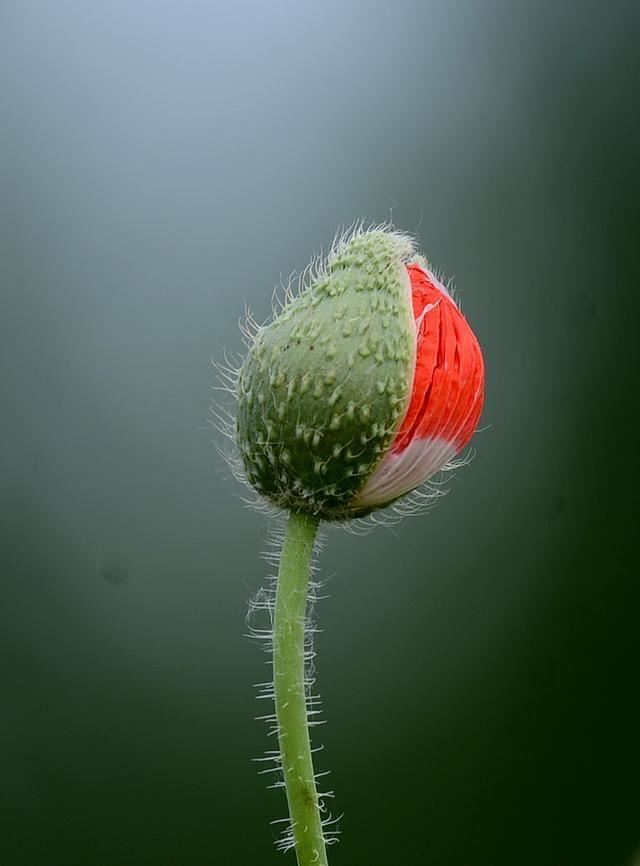 “虞姬血洒爱人花，花开更比杜鹃红”——虞美人的栽培养护要点