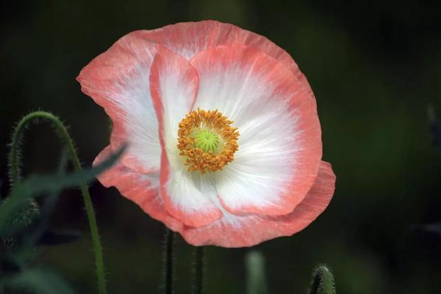 “虞姬血洒爱人花，花开更比杜鹃红”——虞美人的栽培养护要点