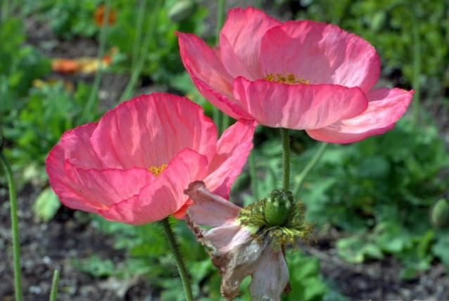 “虞姬血洒爱人花，花开更比杜鹃红”——虞美人的栽培养护要点