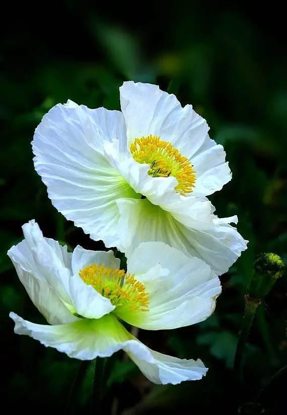 “虞姬血洒爱人花，花开更比杜鹃红”——虞美人的栽培养护要点