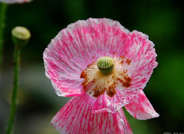 “虞姬血洒爱人花，花开更比杜鹃红”——虞美人的栽培养护要点