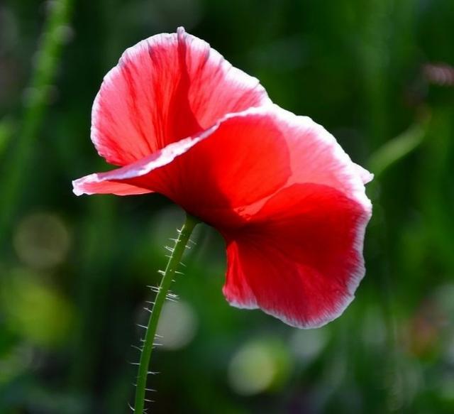 “虞姬血洒爱人花，花开更比杜鹃红”——虞美人的栽培养护要点