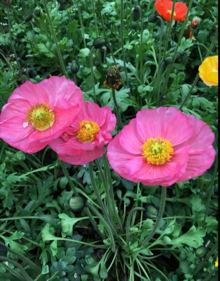 “虞姬血洒爱人花，花开更比杜鹃红”——虞美人的栽培养护要点