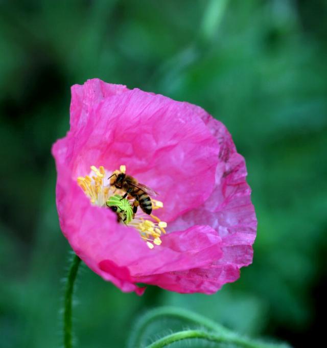 “虞姬血洒爱人花，花开更比杜鹃红”——虞美人的栽培养护要点