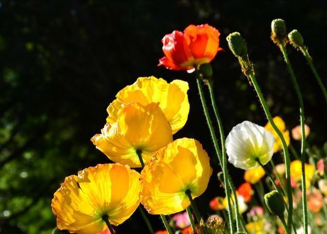 “虞姬血洒爱人花，花开更比杜鹃红”——虞美人的栽培养护要点