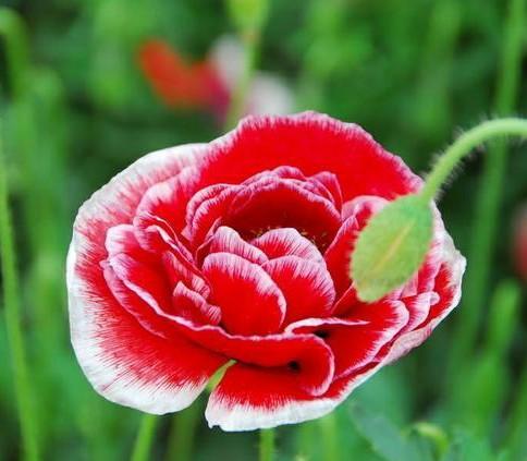 “虞姬血洒爱人花，花开更比杜鹃红”——虞美人的栽培养护要点