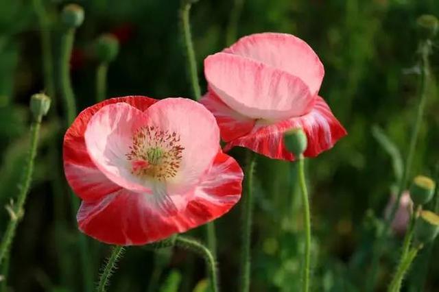 “虞姬血洒爱人花，花开更比杜鹃红”——虞美人的栽培养护要点