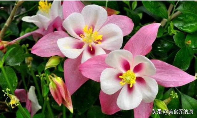 3种“奇花”，长的“绚烂无比”，五彩缤纷，你见过吗？