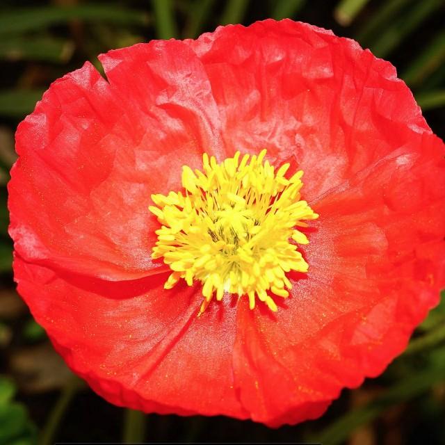 “虞姬血洒爱人花，花开更比杜鹃红”——虞美人的栽培养护要点