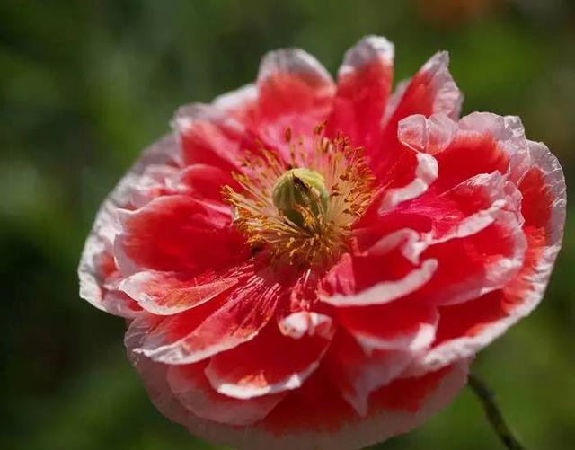 “虞姬血洒爱人花，花开更比杜鹃红”——虞美人的栽培养护要点