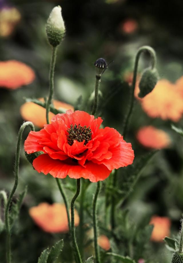 “虞姬血洒爱人花，花开更比杜鹃红”——虞美人的栽培养护要点