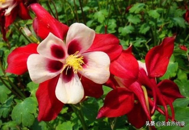 3种“奇花”，长的“绚烂无比”，五彩缤纷，你见过吗？