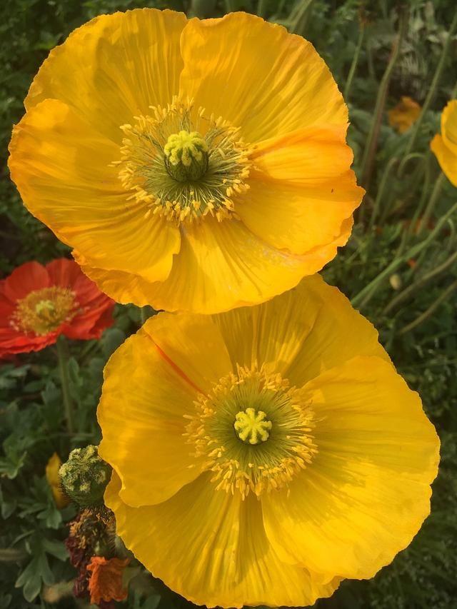 “虞姬血洒爱人花，花开更比杜鹃红”——虞美人的栽培养护要点