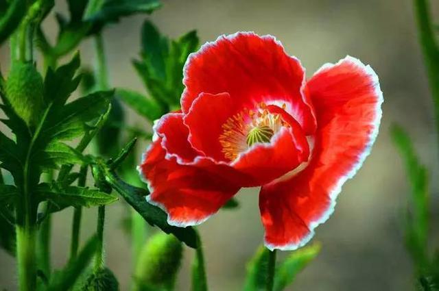 “虞姬血洒爱人花，花开更比杜鹃红”——虞美人的栽培养护要点