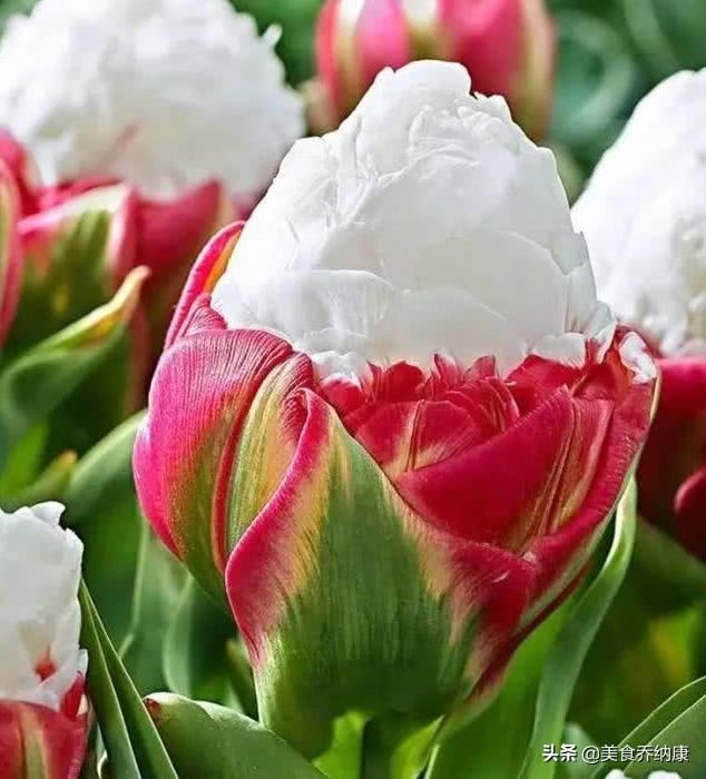 3种“奇花”，长的“绚烂无比”，五彩缤纷，你见过吗？