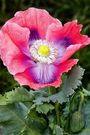 “虞姬血洒爱人花，花开更比杜鹃红”——虞美人的栽培养护要点