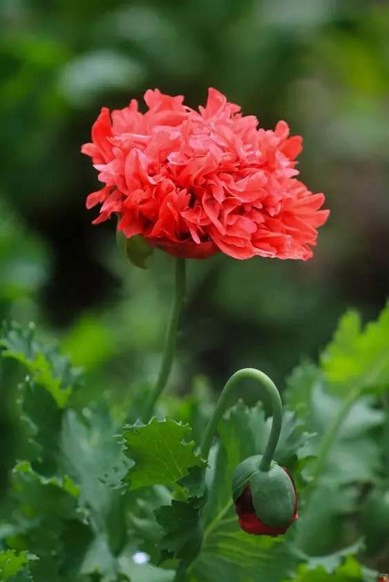 “虞姬血洒爱人花，花开更比杜鹃红”——虞美人的栽培养护要点