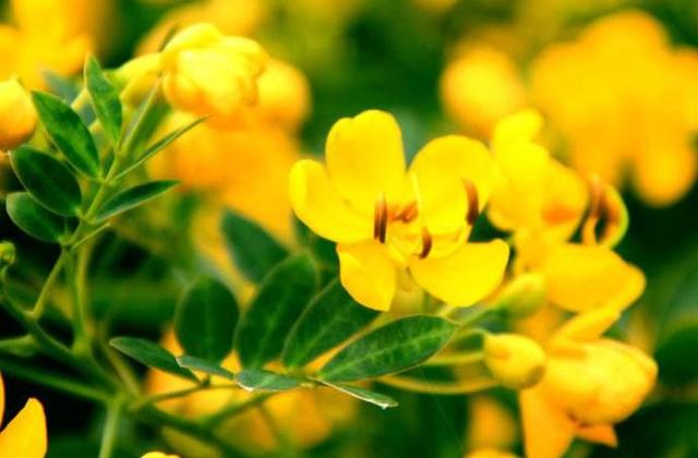 黄槐决明金黄灿烂，美丽色艳与人为善