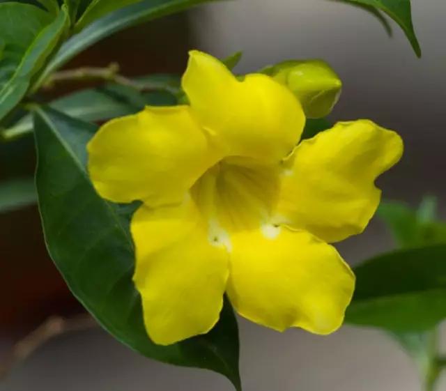 唯美的黄兰蝉花