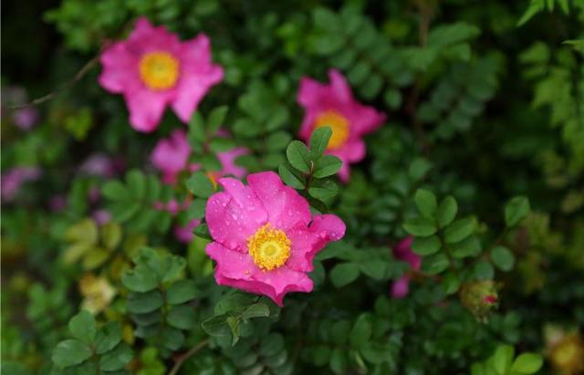 刺梨花恒久的爱,花艳丽苦涩的爱 刺梨花恒久的爱,花艳丽苦涩的爱