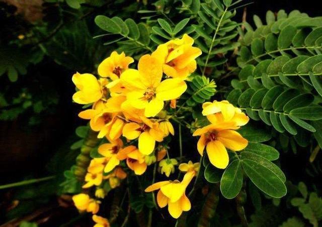 黄槐决明金黄灿烂，美丽色艳与人为善