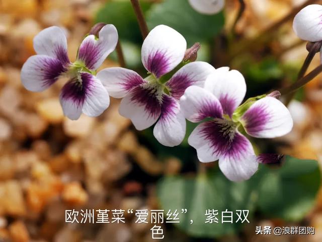 拥有了它们，在都市里也能享受到花木繁茂的田园生活。