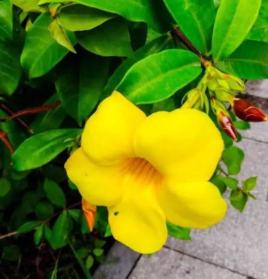 唯美的黄兰蝉花