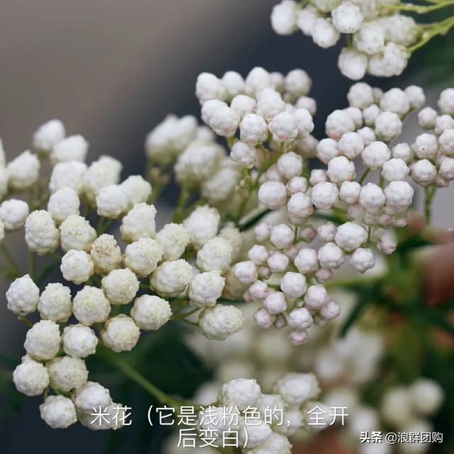 拥有了它们，在都市里也能享受到花木繁茂的田园生活。