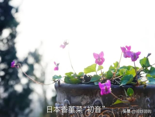 拥有了它们，在都市里也能享受到花木繁茂的田园生活。