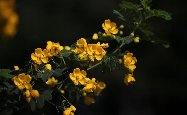 黄槐决明金黄灿烂，美丽色艳与人为善