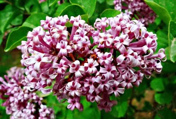 丁香花9个最美品种简介