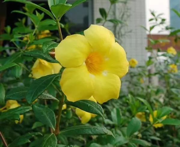 唯美的黄兰蝉花