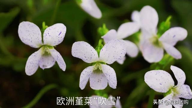 拥有了它们，在都市里也能享受到花木繁茂的田园生活。