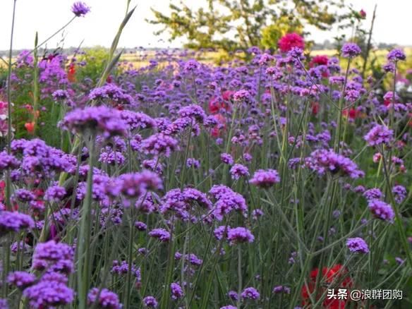 拥有了它们，在都市里也能享受到花木繁茂的田园生活。