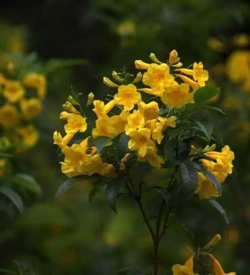 唯美的黄兰蝉花