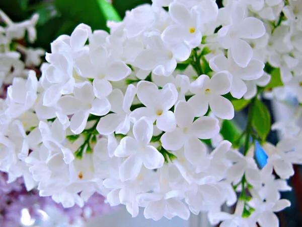 丁香花9个最美品种简介