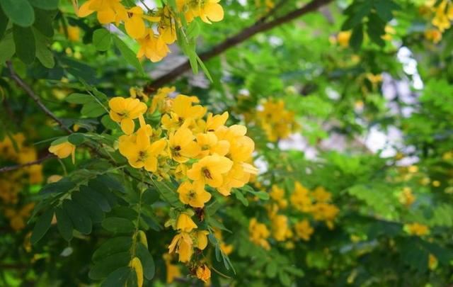 黄槐决明金黄灿烂，美丽色艳与人为善
