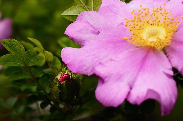 刺梨花恒久的爱,花艳丽苦涩的爱 刺梨花恒久的爱,花艳丽苦涩的爱