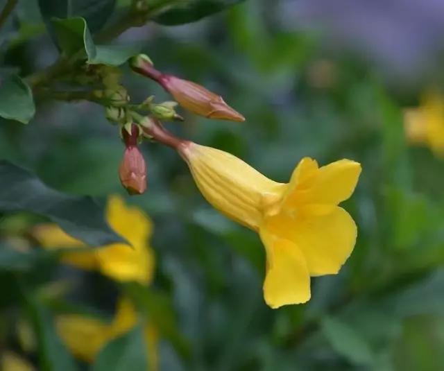 唯美的黄兰蝉花