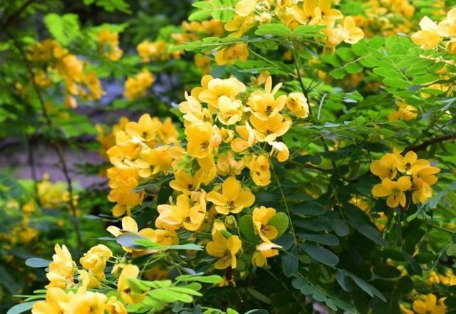 黄槐决明金黄灿烂，美丽色艳与人为善