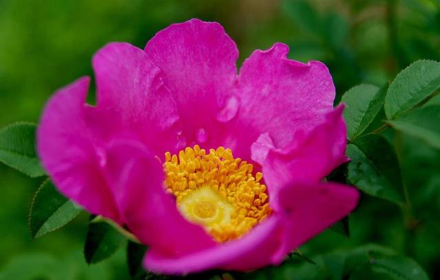 刺梨花恒久的爱,花艳丽苦涩的爱 刺梨花恒久的爱,花艳丽苦涩的爱