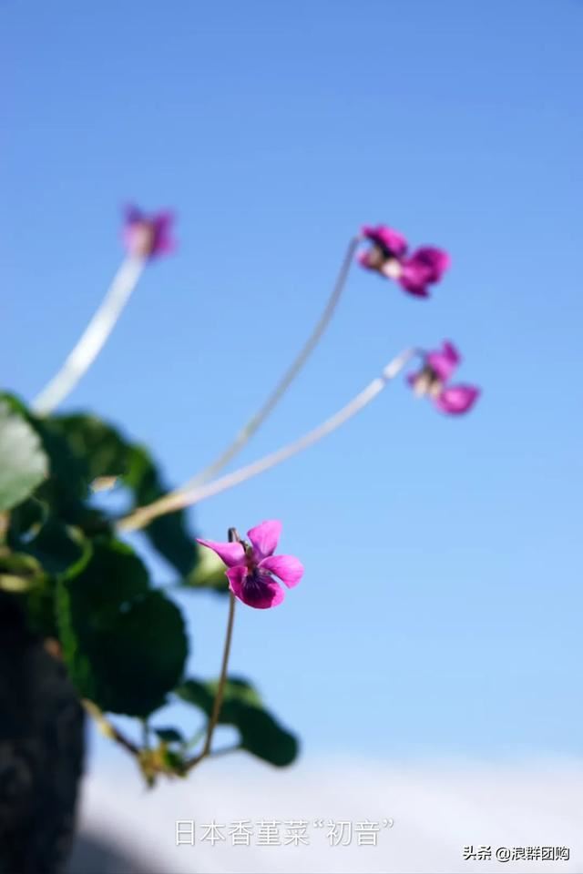 拥有了它们，在都市里也能享受到花木繁茂的田园生活。