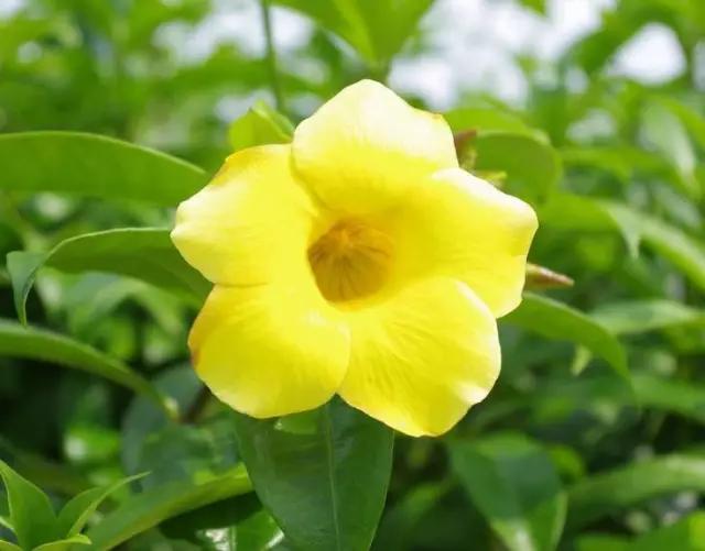 唯美的黄兰蝉花