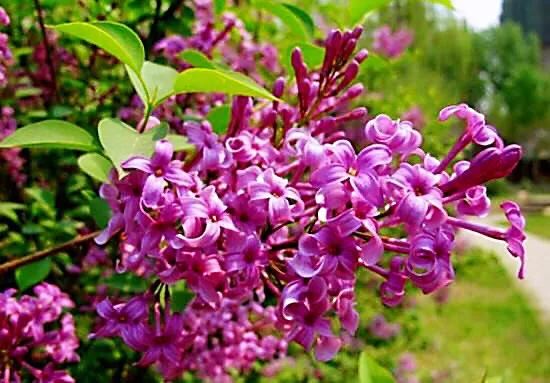 丁香花9个最美品种简介