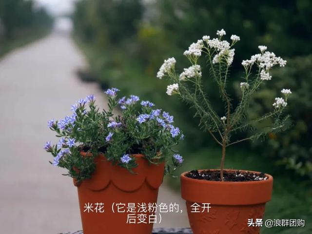 拥有了它们，在都市里也能享受到花木繁茂的田园生活。