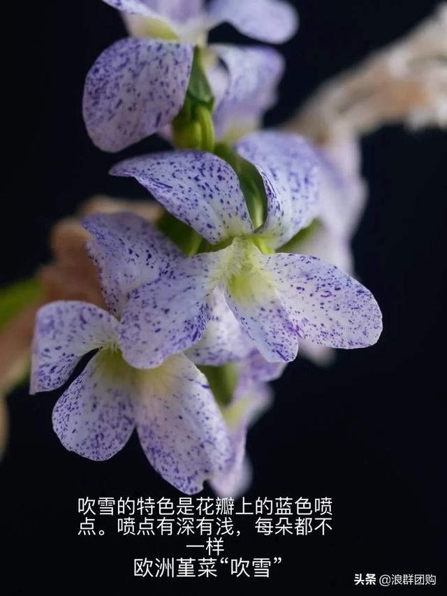 拥有了它们，在都市里也能享受到花木繁茂的田园生活。